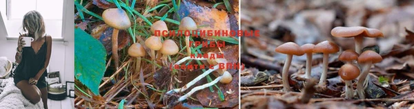 ешки Алзамай